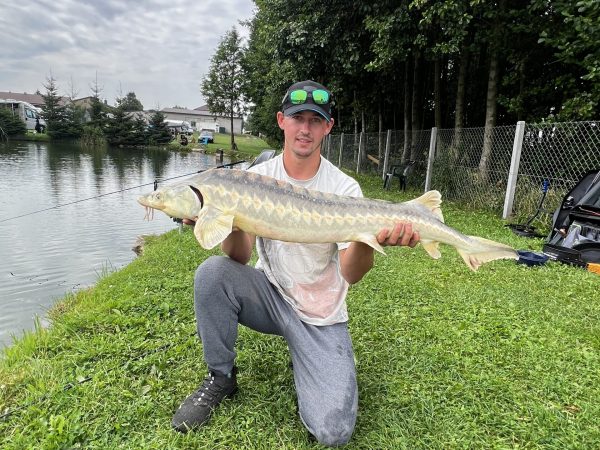 zdjęcie przedstawia wędkarza na łowisku wędkarskim który złowił dużego jesiotra