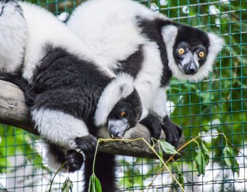 lemur-wari-czarno-bialy-3 lemur-wari-czarno-bialy-3